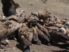 Vultures_fighting_over_flesh