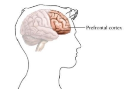புகைப்பழக்கத்தை சுலபமாக நிறுத்திவிட முடியும்; வழி சொல்லும் ஆய்வு Prefrontal_cortex